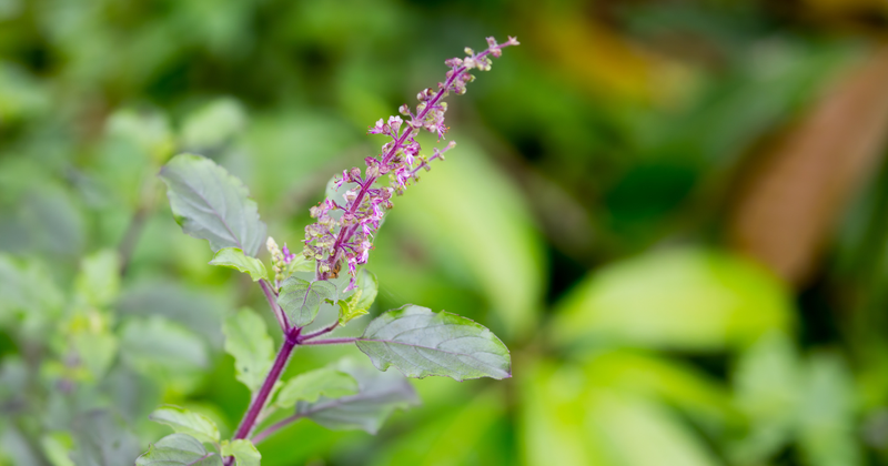バジルの花は食べられる？風味・食感・活用法を徹底解説！