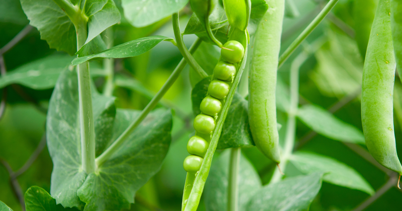 エンドウ豆栽培を成功へ導く！肥料と追肥のタイミング・選び方を徹底解説