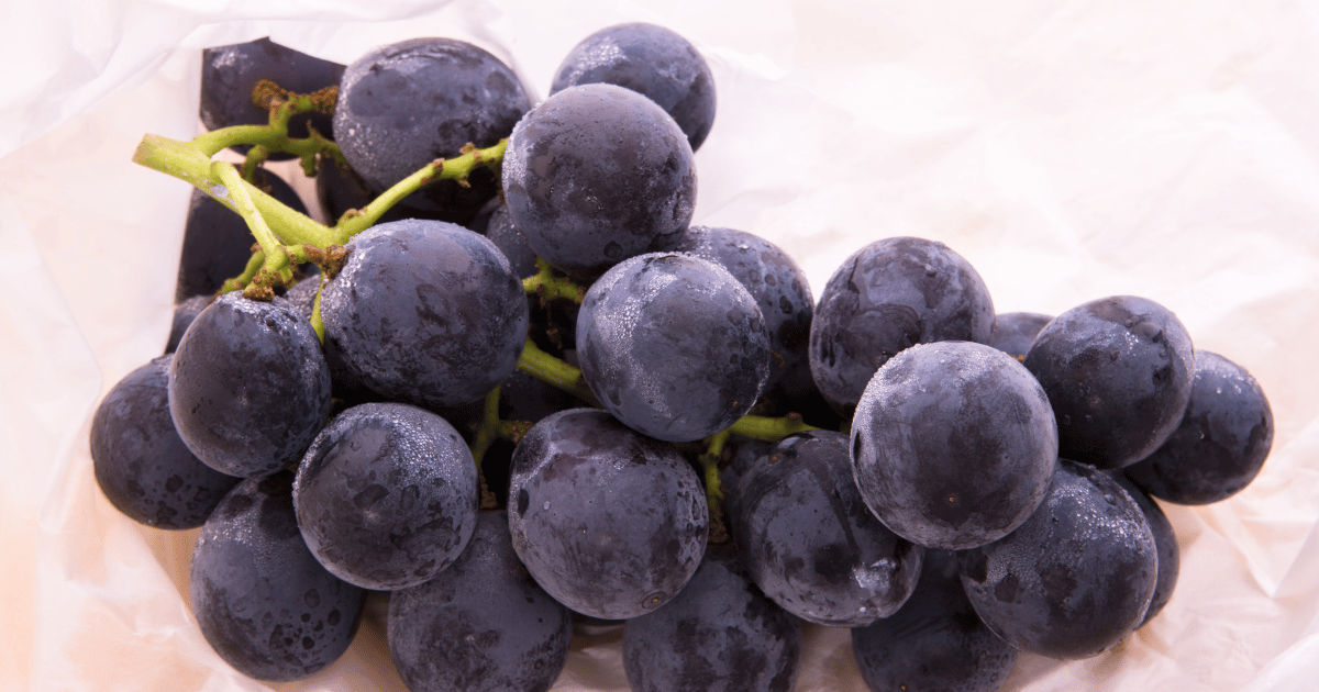 巨峰は皮ごと食べられる？皮ごと食べられる品種と選び方