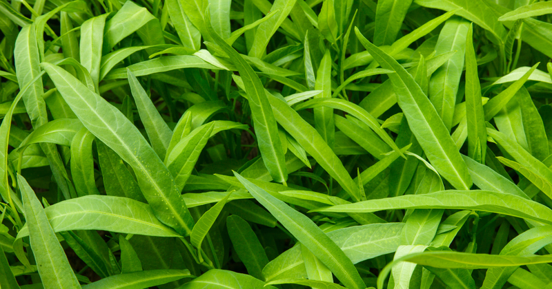 空芯菜の収穫：時期、方法、そして美味しい食べ方