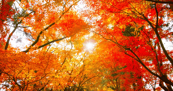 秋の夜長を彩る！簡単ヘルシーおつまみレシピ集 - ワインと共に楽しむ秋の味覚