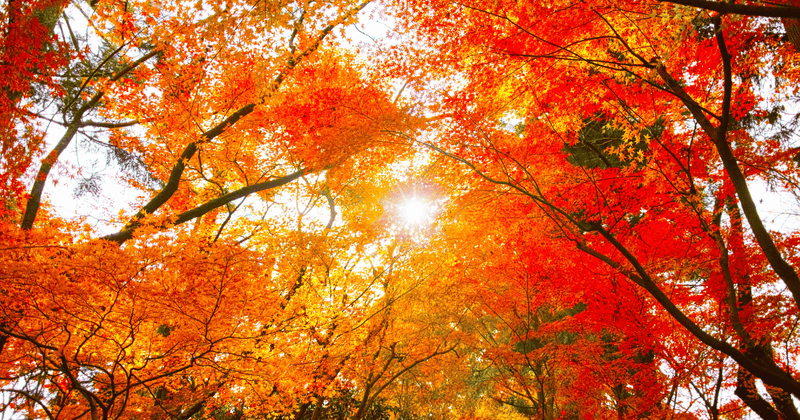 秋の夜長を彩る！簡単ヘルシーおつまみレシピ集 - ワインと共に楽しむ秋の味覚