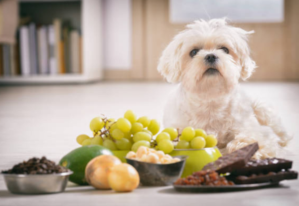 犬 ぶどう デマ