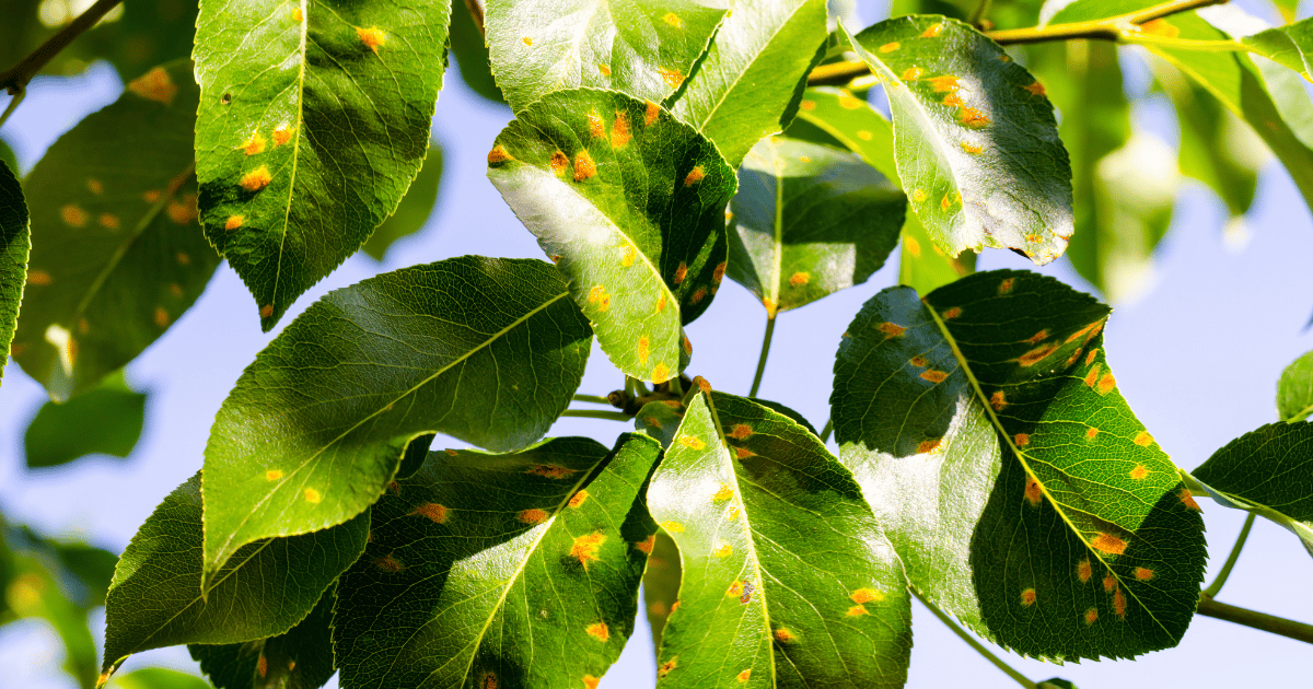 梨の赤星病：原因と対策、被害を防ぐために