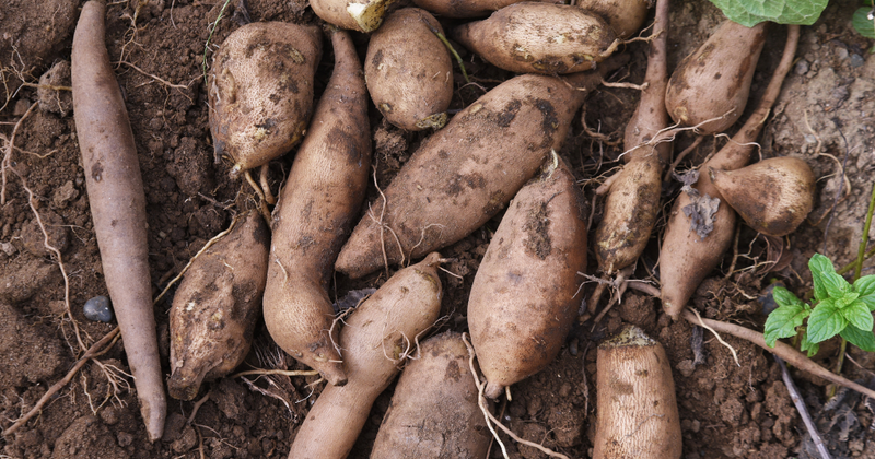 家庭菜園でヤーコン栽培！畑の梨「ヤーコン」の育て方と健康効果