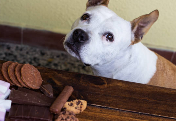 犬チョコレート中毒症状時間