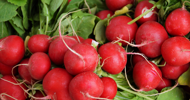 ラディッシュ間引き：成功の鍵はタイミングと方法！美味しい収穫への道