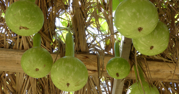 【完全版】ひょうたんの育て方：種まきから収穫、加工まで徹底解説！