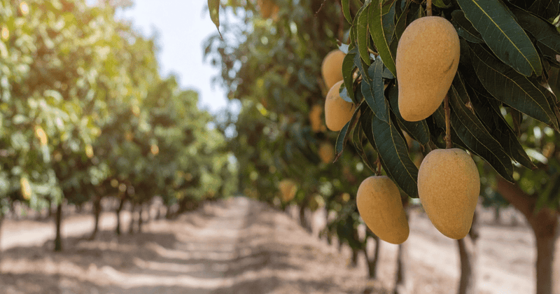 青マンゴーの魅力：栄養満点な食べ方と活用レシピ