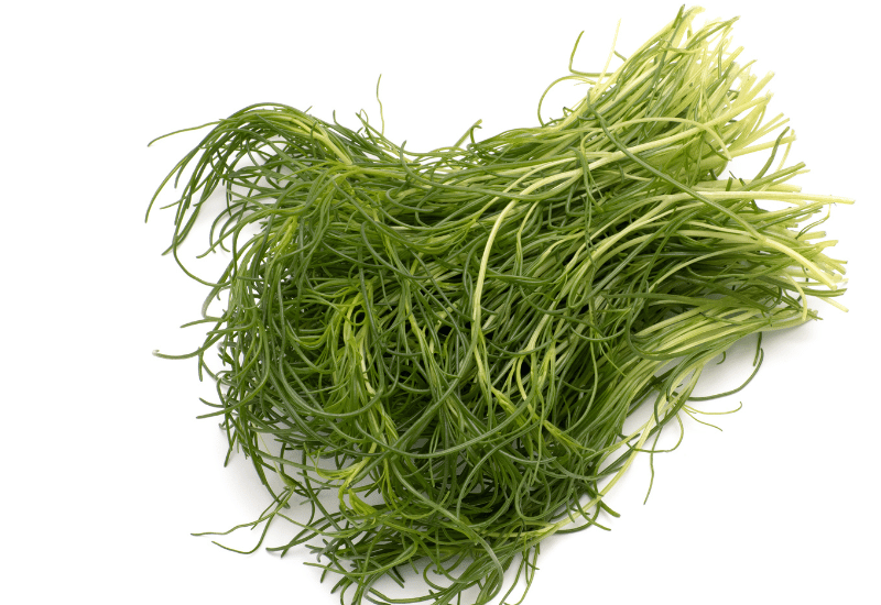 シャキシャキ新食感！畑のひじき「おかひじき」の魅力