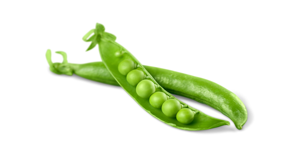 スナップエンドウの苗