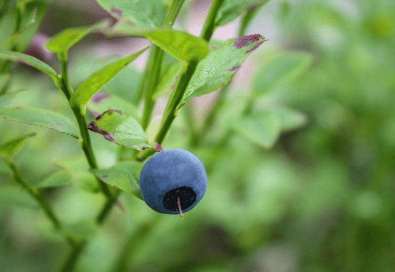 ブルーベリー肥料