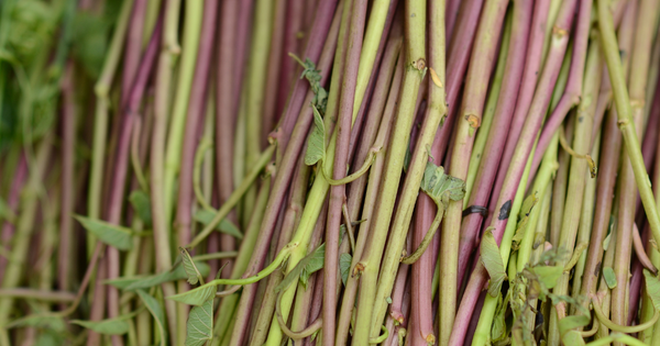 つるむらさき 育て方