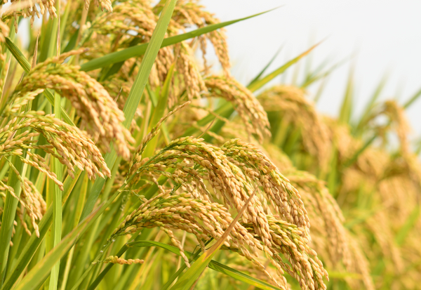 知っておきたい！お米の成分表：栄養価と健康効果を徹底解説