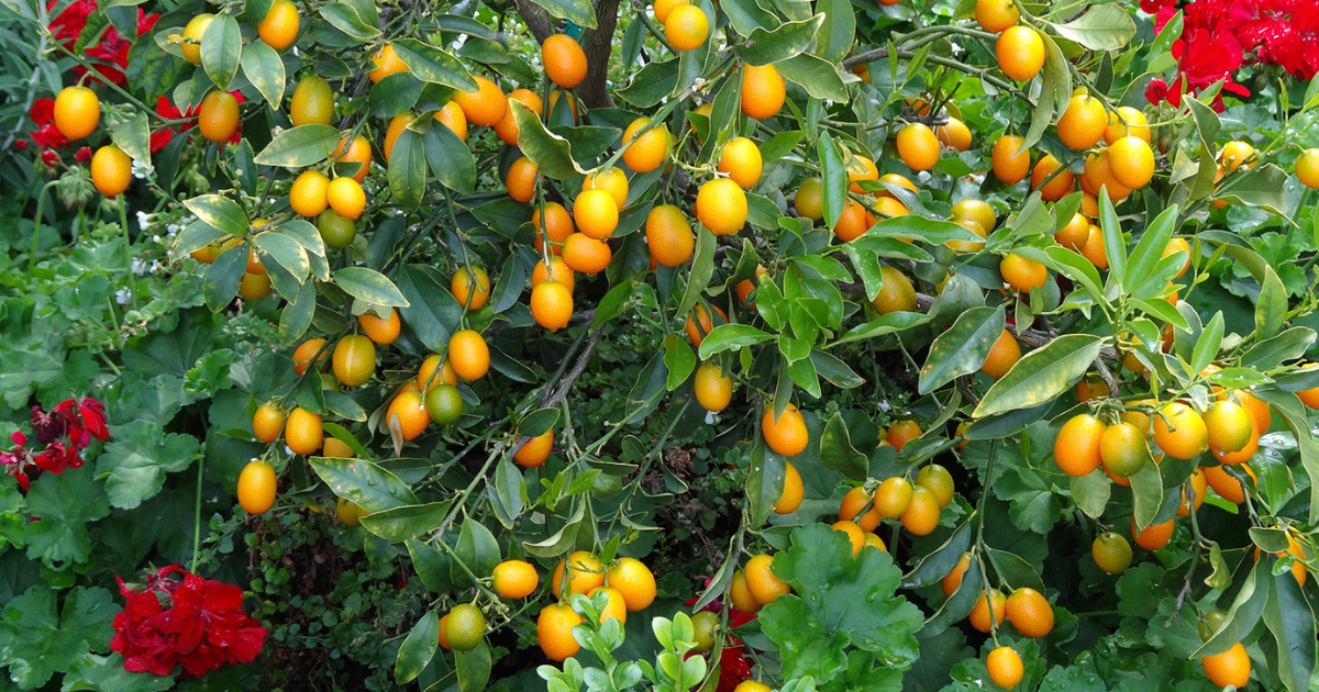 金柑の種類徹底ガイド：育てやすさ、特徴、選び方