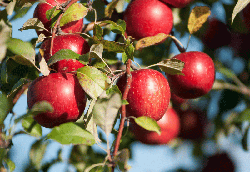 果樹を元気にする肥料のすべて：時期、種類、与え方、失敗しないためのポイント