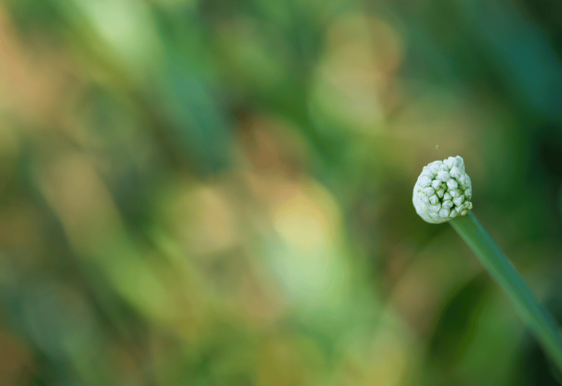 ネギ坊主の毒性：知っておくべき安全性と食用に関する情報