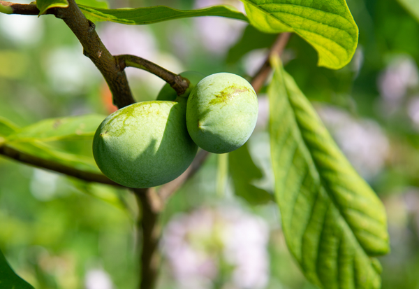 ポポーの栄養価：知られざる幻のフルーツの秘密