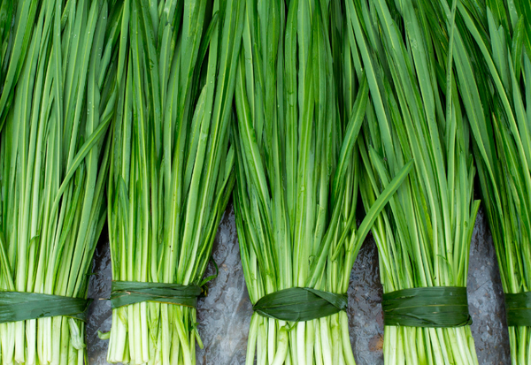 ニラの賞味期限切れを回避！長持ちさせる保存方法と活用レシピ