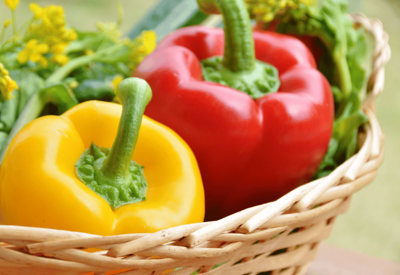 カラーピーマンとパプリカの違いとは？品種、特徴、定義を徹底解説