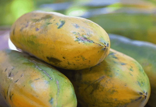 【完全ガイド】ポポーの育て方：種まきから収穫まで初心者も安心