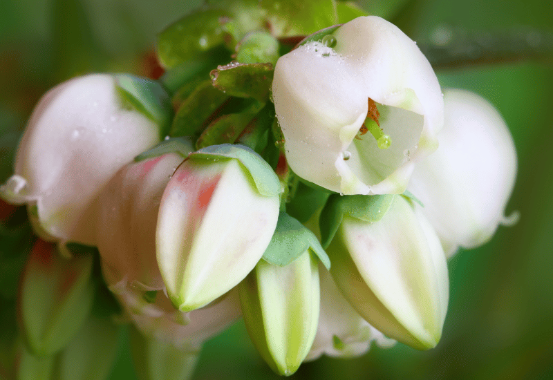 ブルーベリーの花