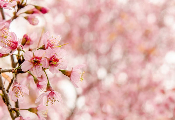 桜味 まずい