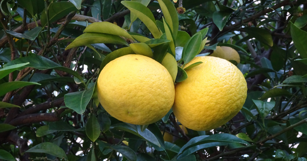 捨てたらもったいない！八朔の皮を余すことなく活用する方法