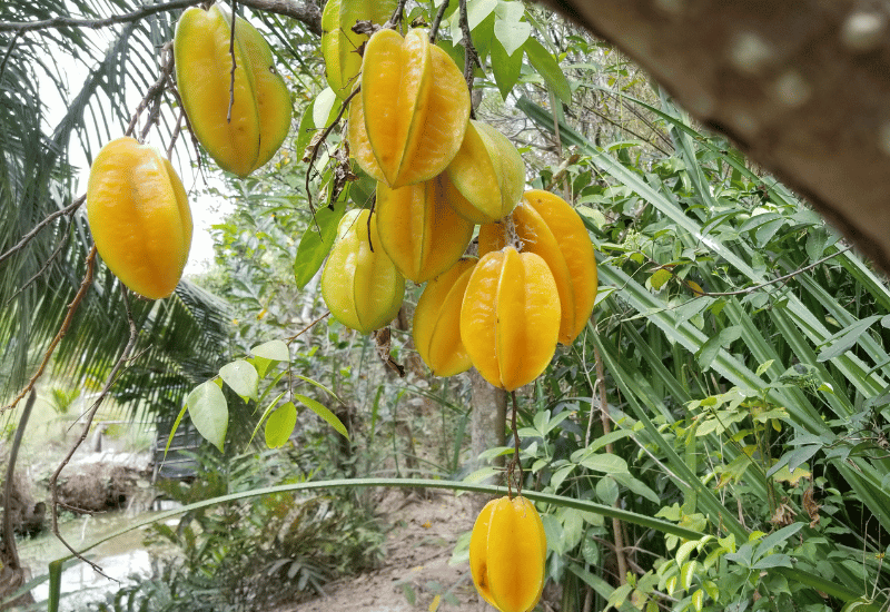 フルーツスター