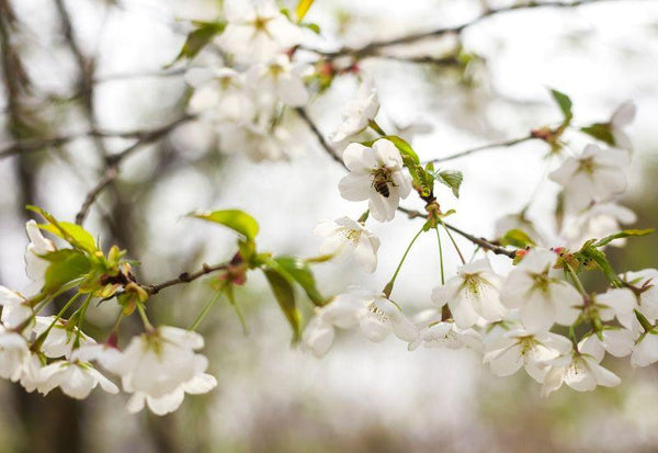 梨の花 時期 - スイーツモール