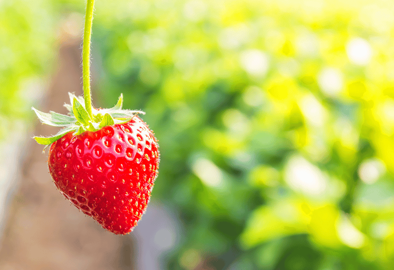 育てやすい果物ランキング