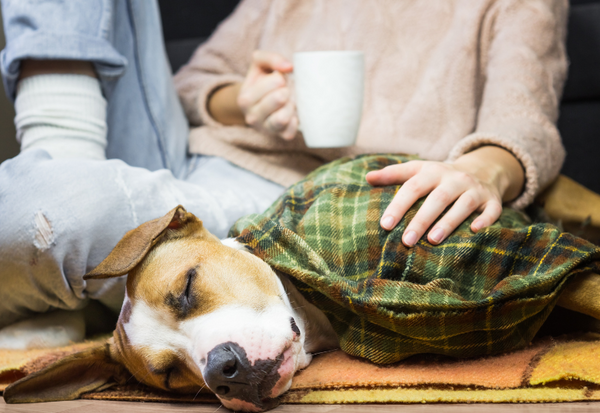 紅茶　犬