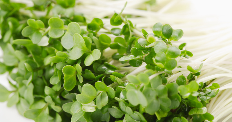 スプラウトとは