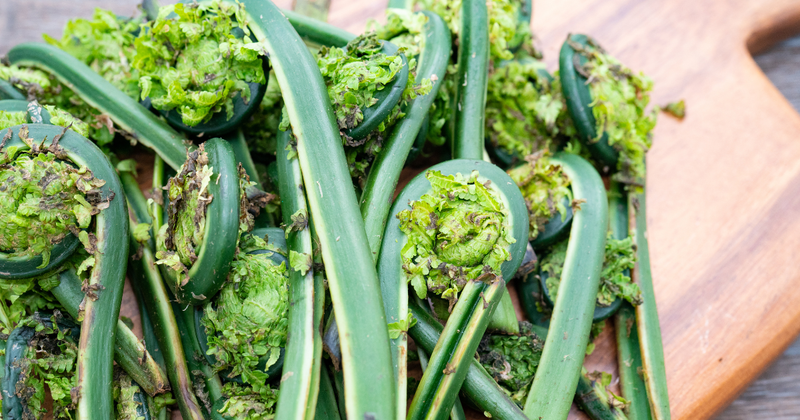 こごみ あく 抜き