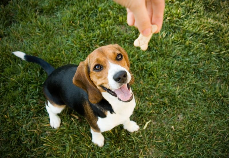 子犬　おやつ