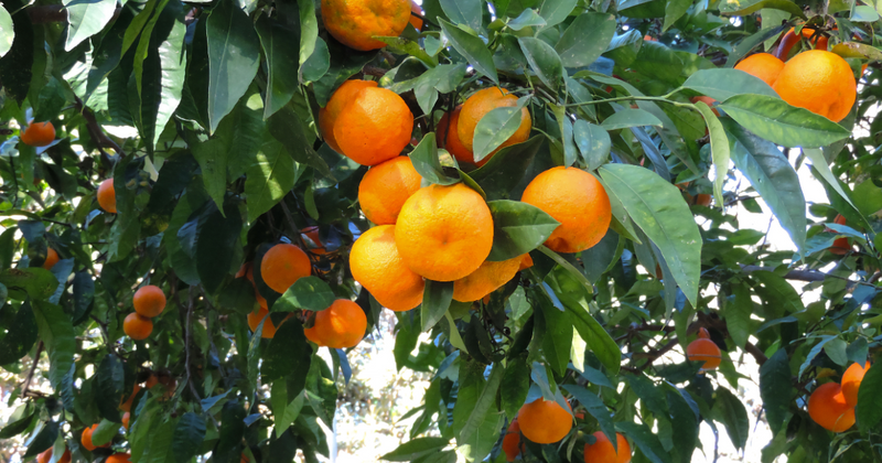 みかん栽培を始めよう！苗選びから育てるコツまで徹底解説