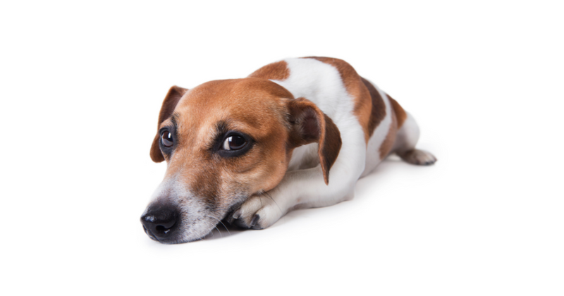 犬の夏バテ 食事