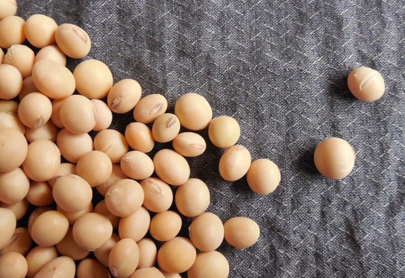 大豆の栄養と効能を徹底的に解剖｜日々の食生活への取り入れ方と注意点