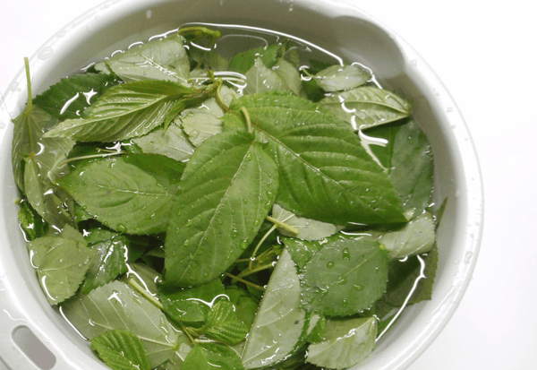 もう面倒とは言わせない！モロヘイヤの下ごしらえを劇的に楽にする裏技