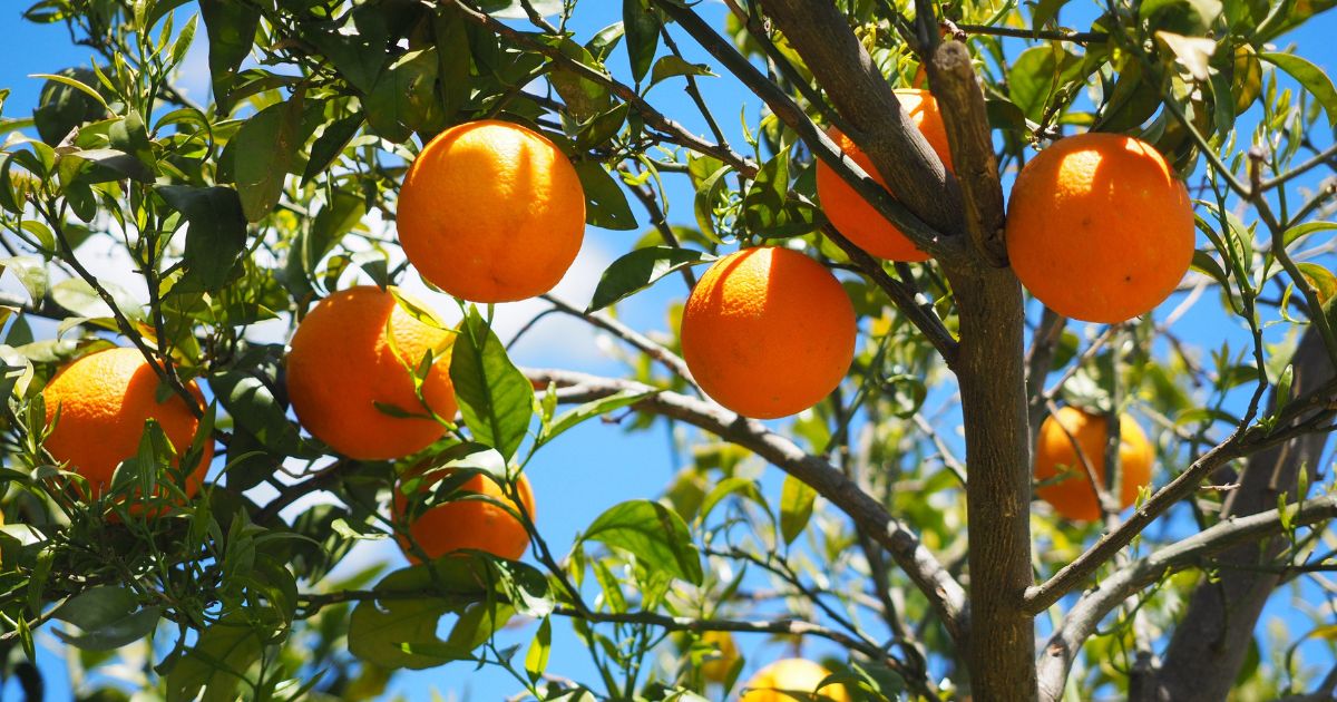 みかんの摘果 時期