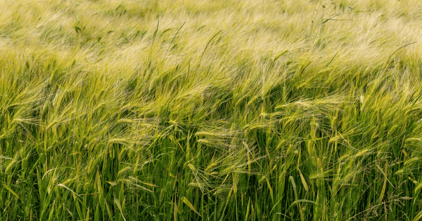 もち麦ダイエットで簡単ヘルシー！レシピ付きで効果を最大化