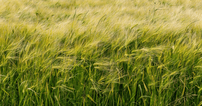 もち麦ダイエットで簡単ヘルシー！レシピ付きで効果を最大化