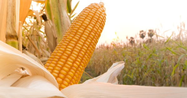 家庭菜園で甘いトウモロコシを育てる！栽培方法と成功の秘訣