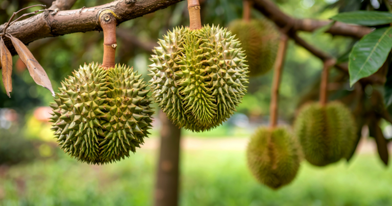 ドリアン：東南アジアの「果物の王様」の魅力と秘密