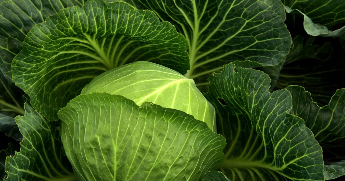 キャベツ栽培の追肥：時期、種類、方法を徹底解説！