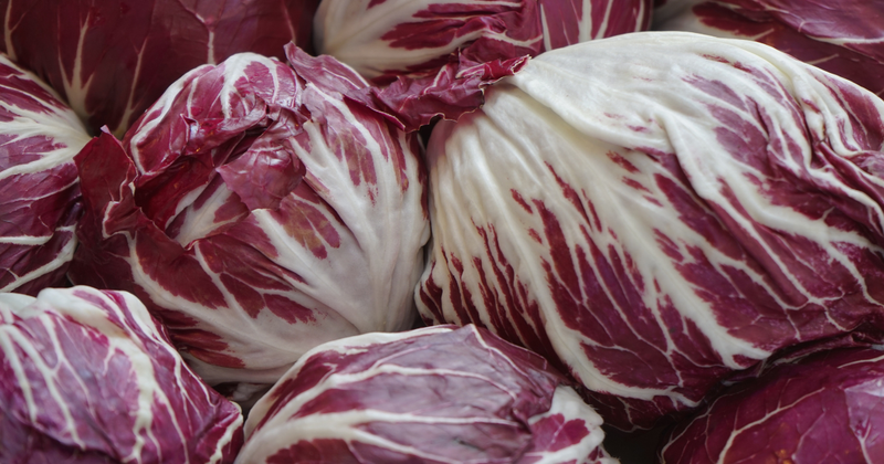 トレビス栽培：家庭菜園で楽しむ、イタリア野菜の育て方