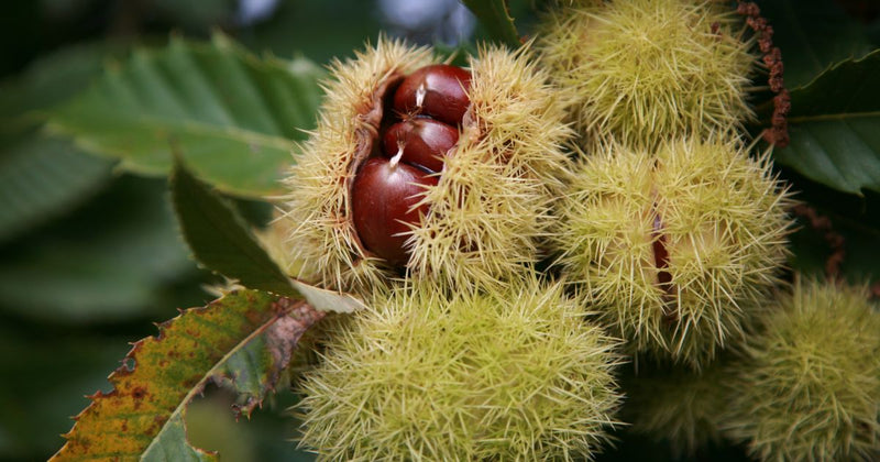 栗の木を植えて実がなるまで：栽培方法と収穫の喜び