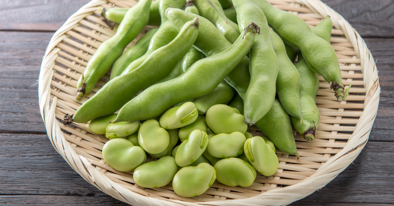 ソラマメ時期：栽培の最適解と旬の味わい