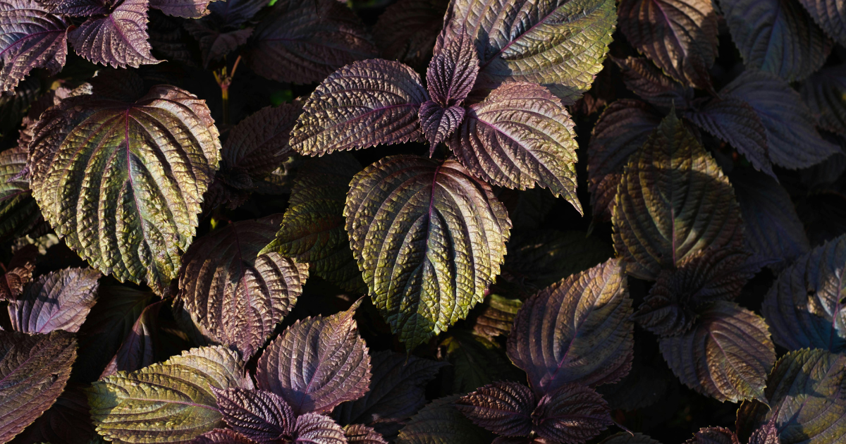 新鮮な大葉を長持ちさせる！冷蔵・冷凍保存テクニックと活用レシピ