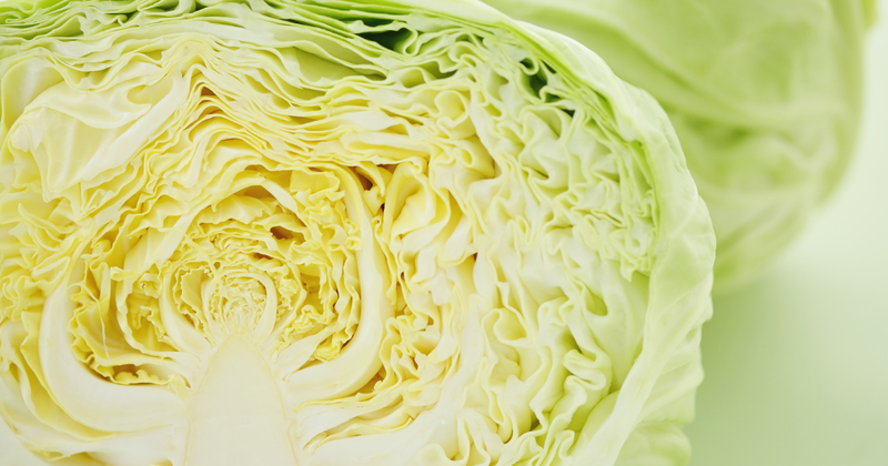 【家庭菜園】キャベツ栽培の成功術：種まきから収穫、害虫対策まで徹底解説